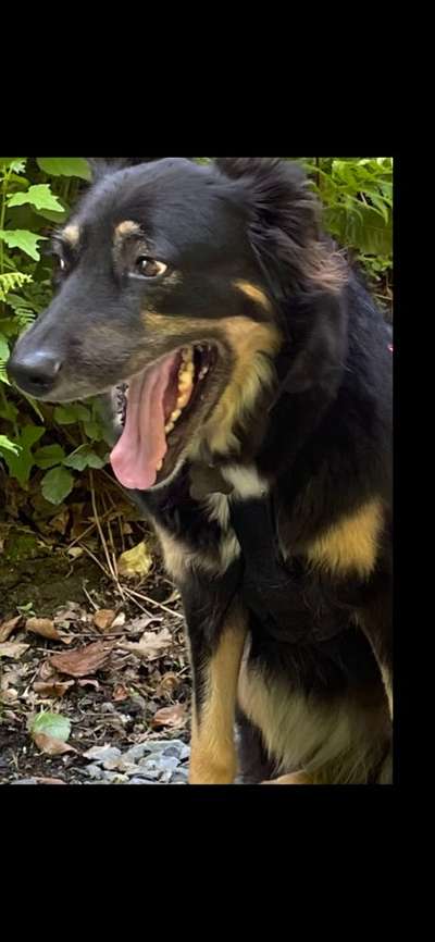 Zeige den lustigsten Blick deines Hundes-Beitrag-Bild