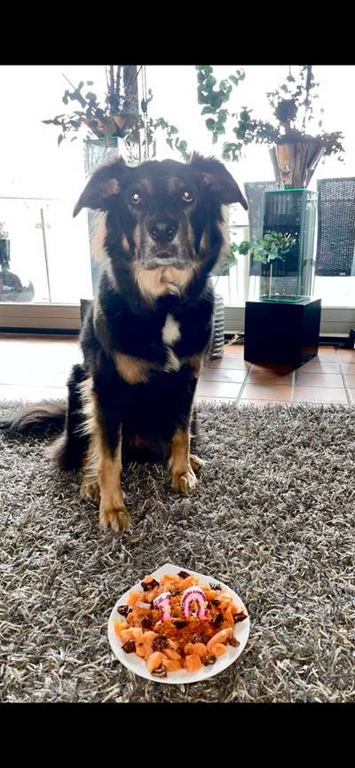 Geschenke für unsere Hunde zu Weihnachten oder Geburtstagen-Beitrag-Bild