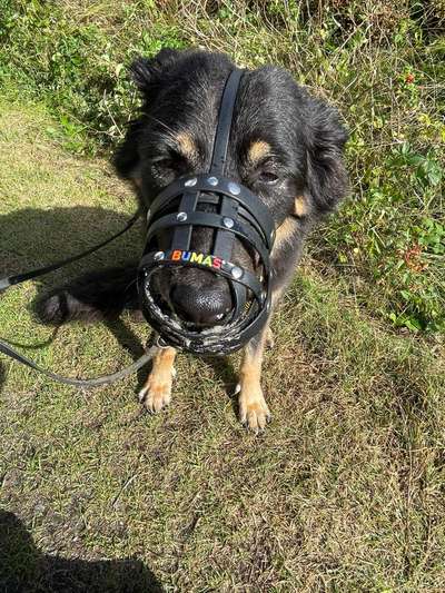 Maulkorb rauf - Vorurteile runter-Beitrag-Bild