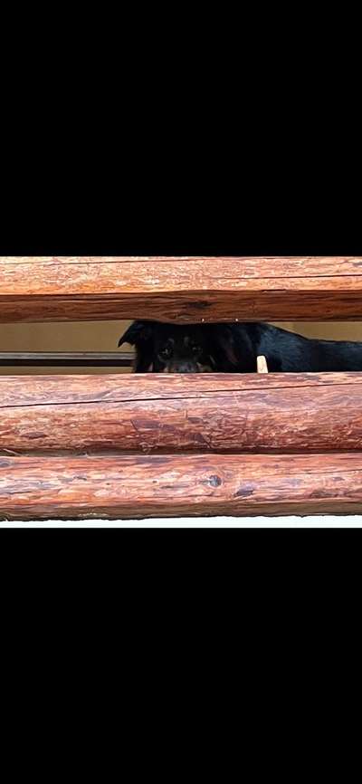 Dogorama Photo Challenge - Versteckspiel-Beitrag-Bild