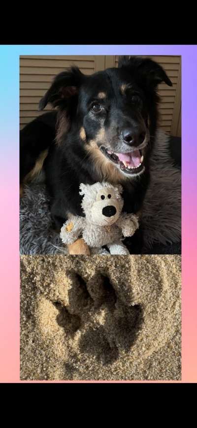 Unsere Fellnasen im Regenbogenland-Beitrag-Bild