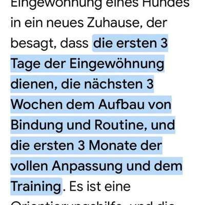 Wie bekomme ich meine Hündin aufmerksamer?-Beitrag-Bild