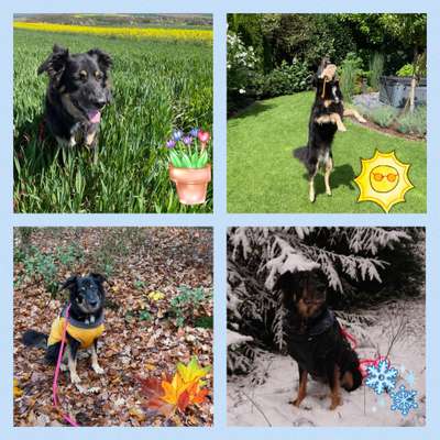 55.Fotocollagen  Challenge  4 Jahreszeiten-Beitrag-Bild