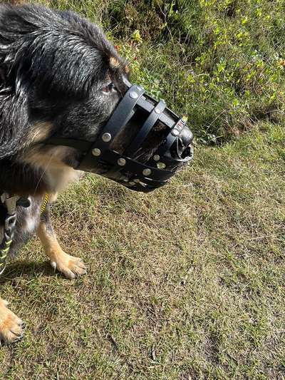 Maulkorb rauf - Vorurteile runter-Beitrag-Bild