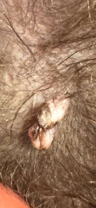 Warzen am Hund ?-Beitrag-Bild
