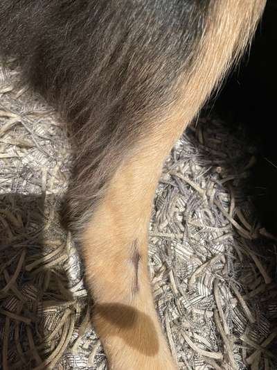 Schlimmer werdendes Humpeln-Beitrag-Bild