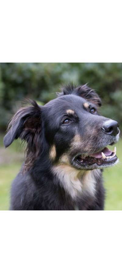 Hunde Porträt (Portrait) Galerie....-Beitrag-Bild