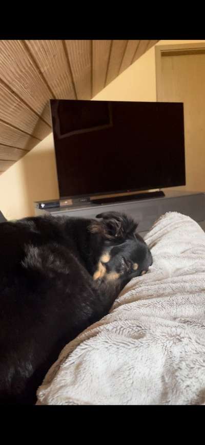 Freddys Kummerkasten-Beitrag-Bild