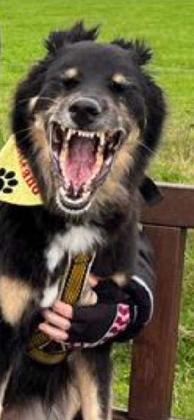 Fotowettbewerb ,,mein gruseliger Hund"-Beitrag-Bild