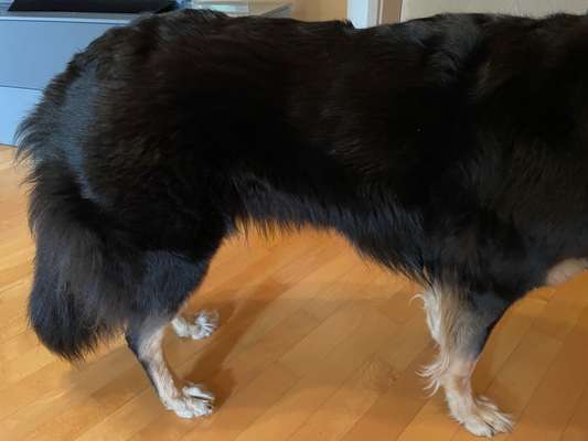 Hund zu dick?-Beitrag-Bild