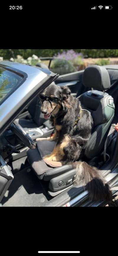 149. Foto Challenge: Wer ist hier der Boss!-Beitrag-Bild