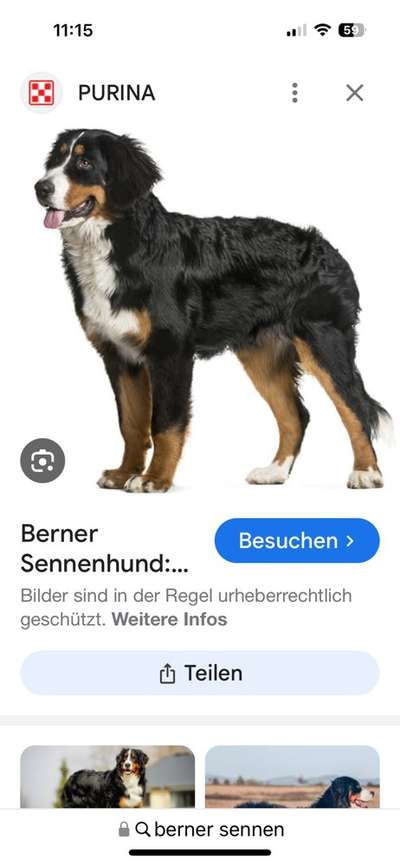 Nadel im Heuhaufen gesucht - mittelgroße Begleithunderasse-Beitrag-Bild