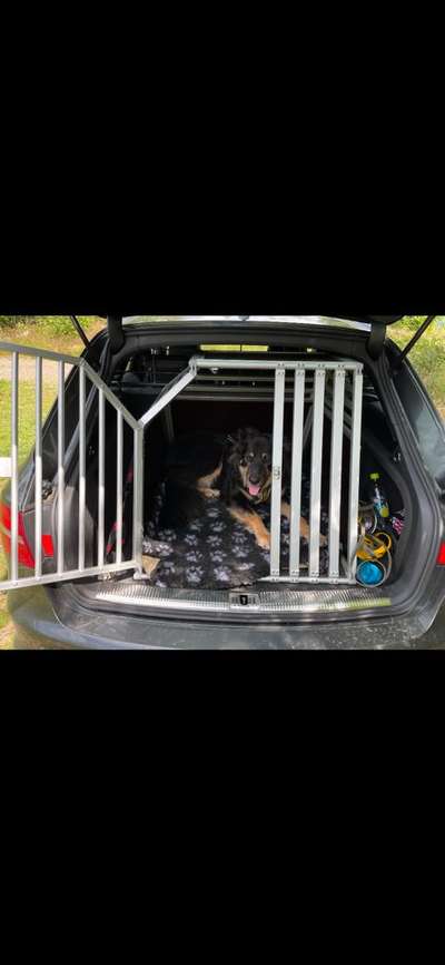 Welches Auto mit welchem Hund-Beitrag-Bild