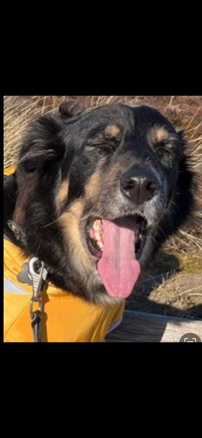 Zeige den lustigsten Blick deines Hundes-Beitrag-Bild