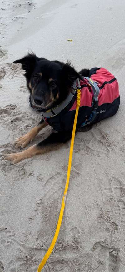 Gaga Hund am Meer-Beitrag-Bild