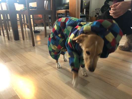 Podencomischling oder Podenco-Beitrag-Bild