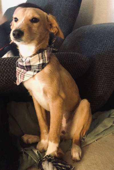 Hund aus dem Spanischen Tierschutz-Beitrag-Bild