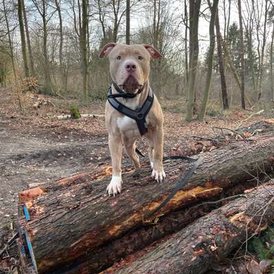 Hundetreffen-Hundebegegnungen üben-Bild