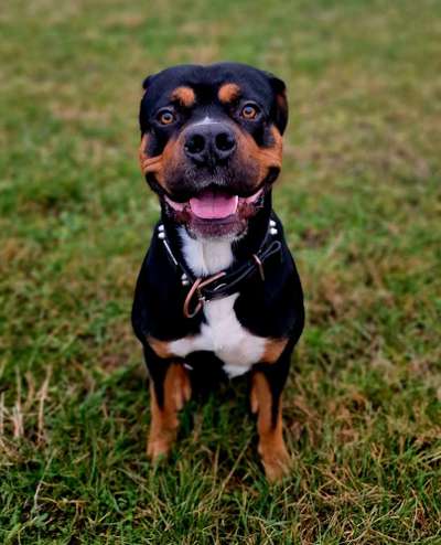 Hund hat seit zwei Tagen Kalte Ohren-Beitrag-Bild