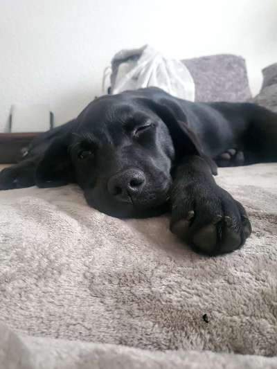 Labradorfans-Beitrag-Bild