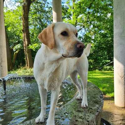 Hundetreffen-Buddy für Gassirunden