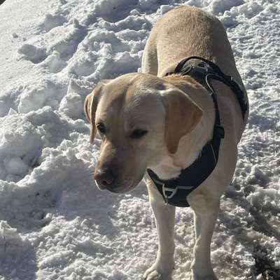 aktuelles Foto Gruppe Biete/suche Hundebetreuung