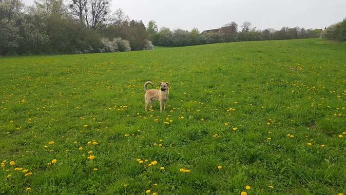 Hundetreffen-Gemeinsame Gassi- und Spielrunde-Bild