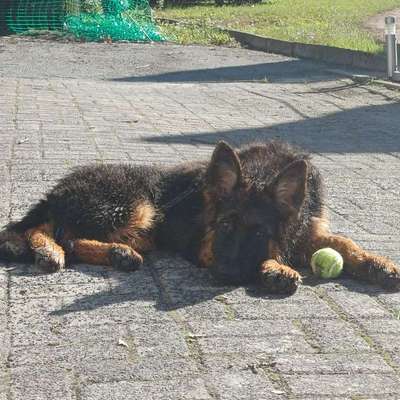 Hundetreffen-Spaziergänge Sozialsierung + Spielen-Bild