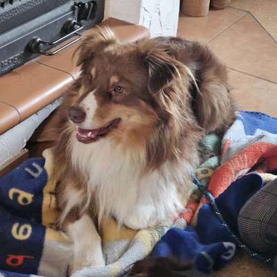 Hundetreffen-Spaziergang an der Leine-Bild