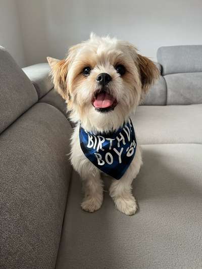 Shih Tzu von Jung bis Senioren-Beitrag-Bild