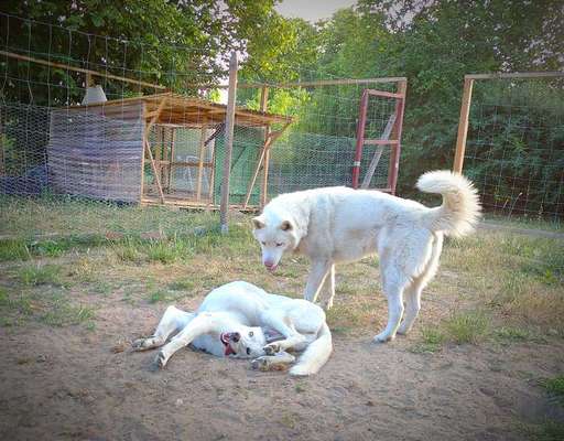 lustige Hunde Fotos-Beitrag-Bild