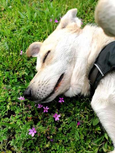 Fotochallange 63: "Dein blühendes Hündchen"-Beitrag-Bild