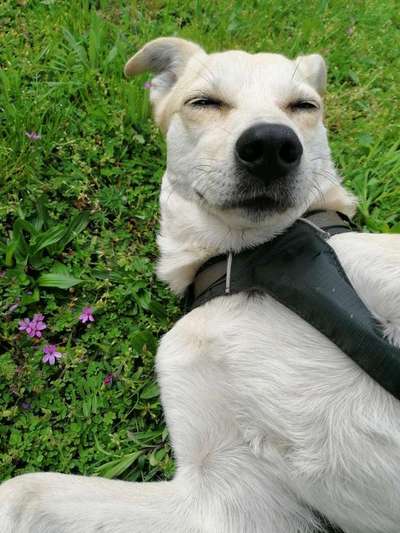 Die Dogorama Wochen Challenge-Beitrag-Bild