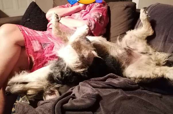 Dogorama Photo Challenge - Hündchen streckt dich-Beitrag-Bild