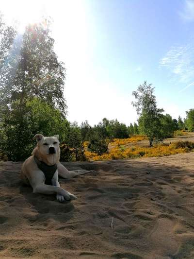 Dogorama Photo Challenge - Frühlingserwachen-Beitrag-Bild