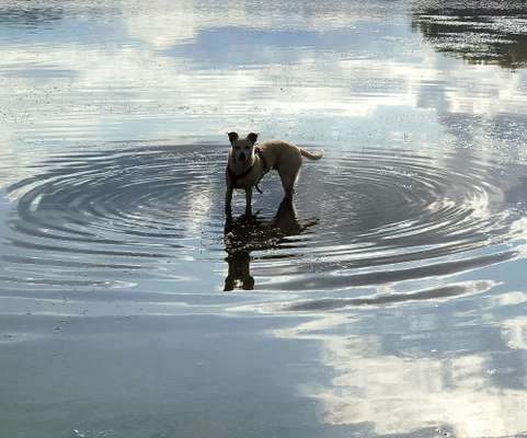 29. Farben Foto Challenge -
Silber glänzend.-Beitrag-Bild