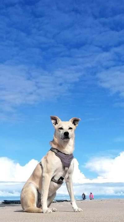 Handy Fotochallenge Nr. 52: Dein Hund mit blauem Himmel-Beitrag-Bild