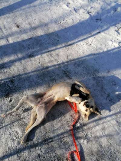 Dogorama Photo Challenge - Zeigt her eure Bäuche-Beitrag-Bild