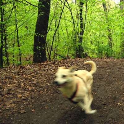 Dogorama Photo Challenge - Hunde in Action-Beitrag-Bild