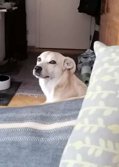 Foto-Challenge: Der schmollende Hund-Beitrag-Bild