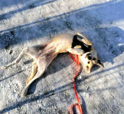 Dogorama Photo Challenge - Hündchen streckt dich-Beitrag-Bild