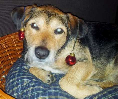 Dogorama Photo Challenge - Festliches Accessoires-Beitrag-Bild