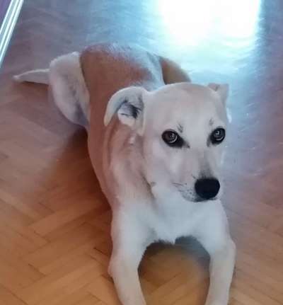 Dogorama Photo Challenge - Hundeblick zum hinschmelzen-Beitrag-Bild