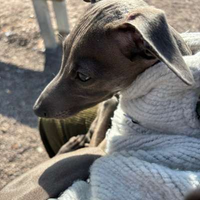 Hundetreffen-Welpentreffen-Bild