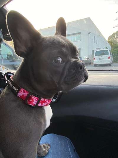 Französische Bulldoggen-Beitrag-Bild