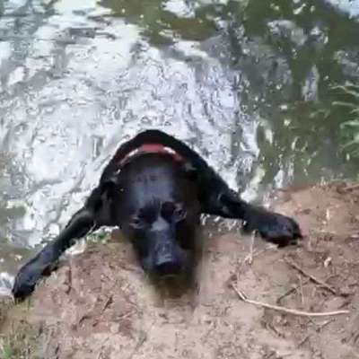 Dein Hund im Dogorama-Kalender 2021-Beitrag-Bild