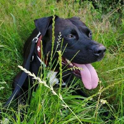 Dein Hund im Dogorama-Kalender 2021-Beitrag-Bild