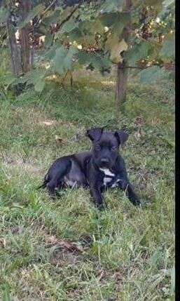 Welpen Bilder !-Beitrag-Bild