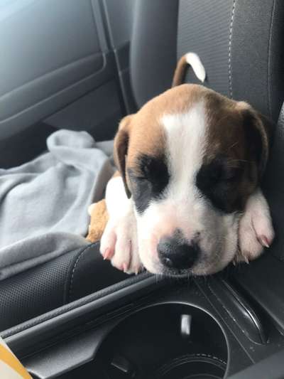 Welpen Bilder !-Beitrag-Bild