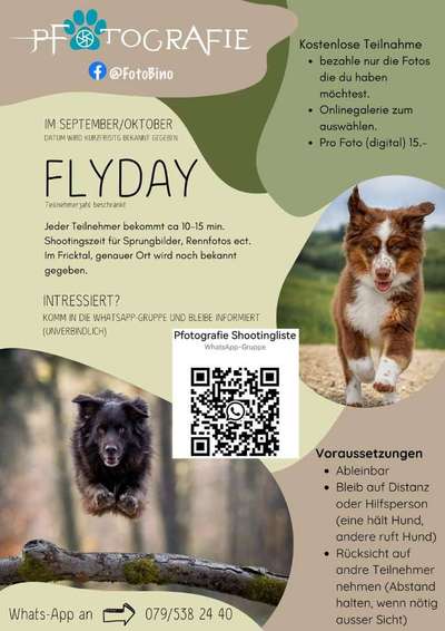 Hundetreffen-Flyday Fotoshooting-Bild
